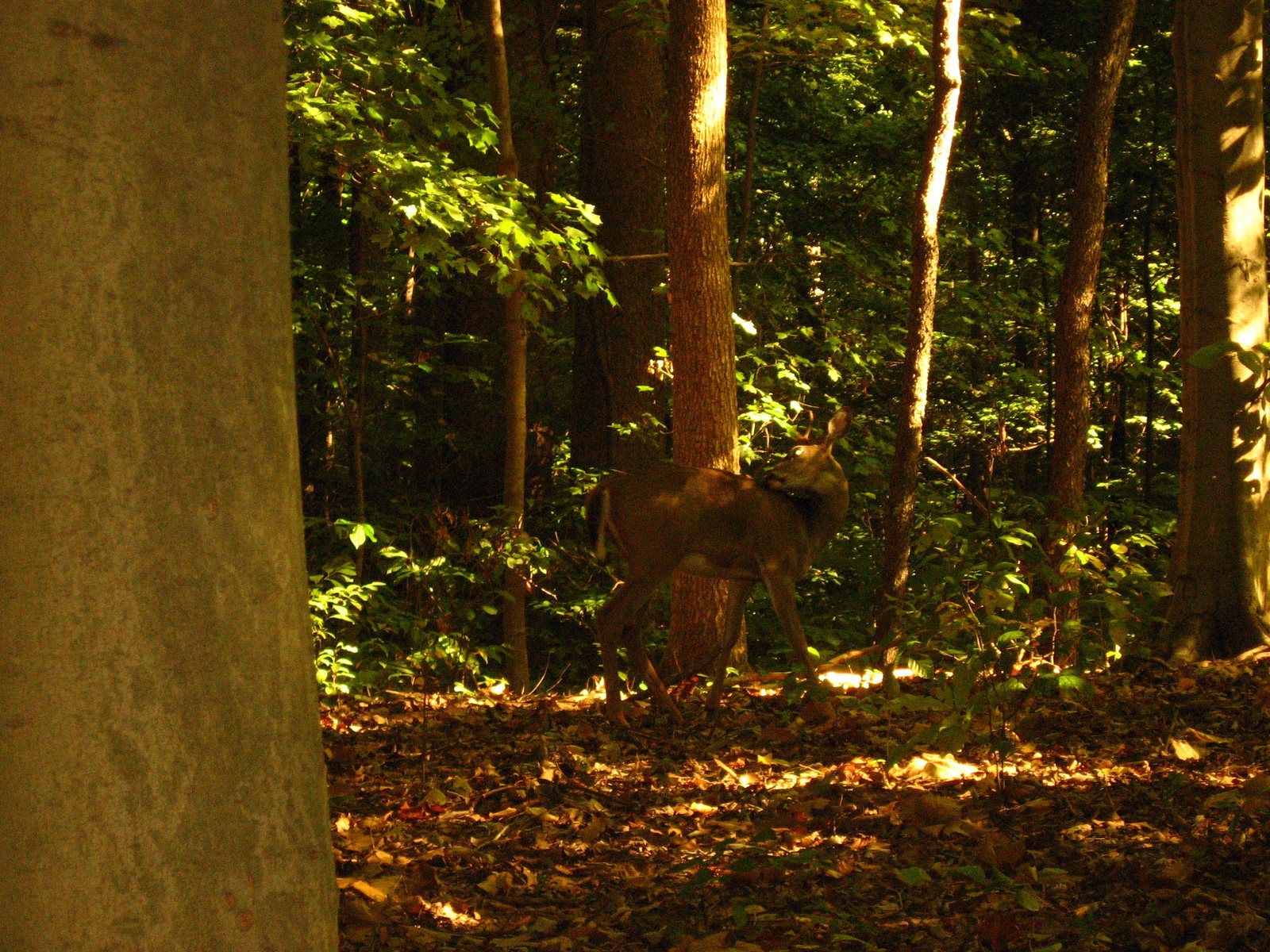 Sunlit woods along a trail in Eagle Creek Park, Indianapolis, Indiana